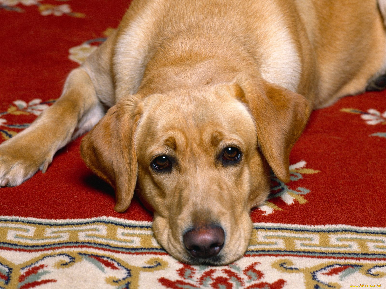 rug, warmer, , 